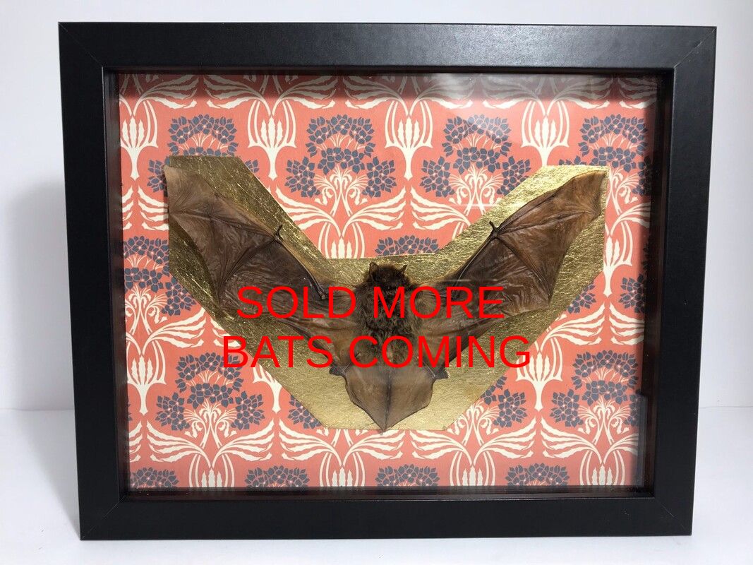 preserved bat shadowbox on Japanese orchid paper